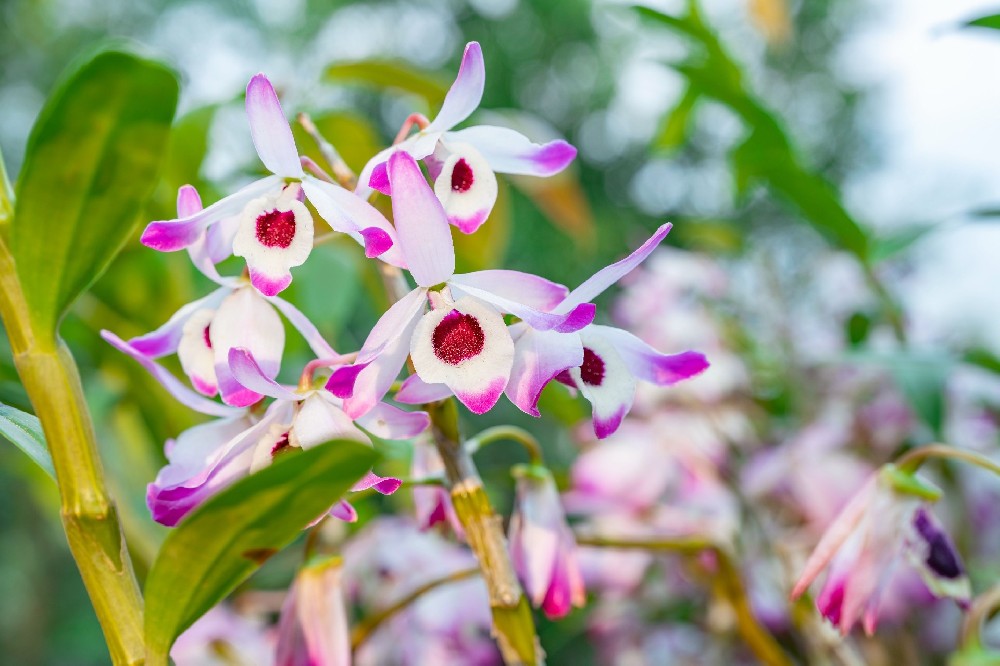 华夏北方：金钗石斛采收后如何加工？烘干、炮制技巧，提升商品价值！